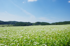 蕎麦畑③