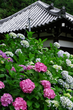 矢田寺の紫陽花⑦