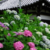 矢田寺の紫陽花⑦