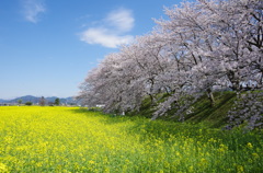 藤原宮跡　桜と菜の花　②
