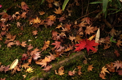 紅一点