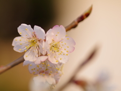 うちの桜（1）