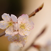 うちの桜（1）