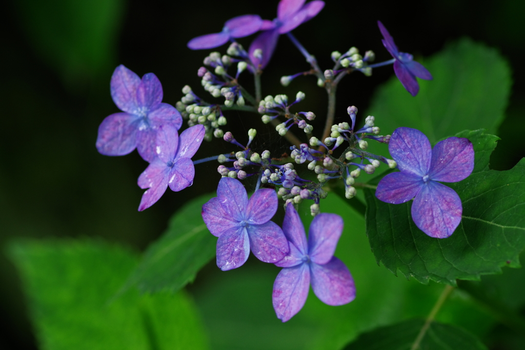 矢田寺の紫陽花④