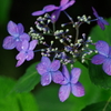 矢田寺の紫陽花④