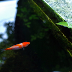 お寺の金魚