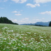 蕎麦畑②