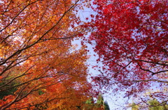 当麻寺の紅葉③