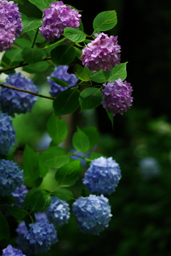 矢田寺の紫陽花⑤
