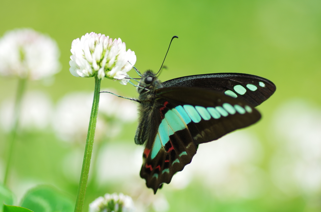Graphium sarpedon