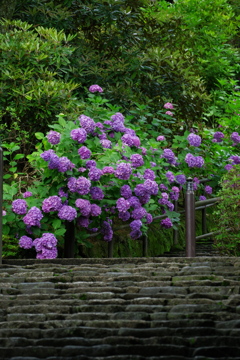 長谷寺の紫陽花③