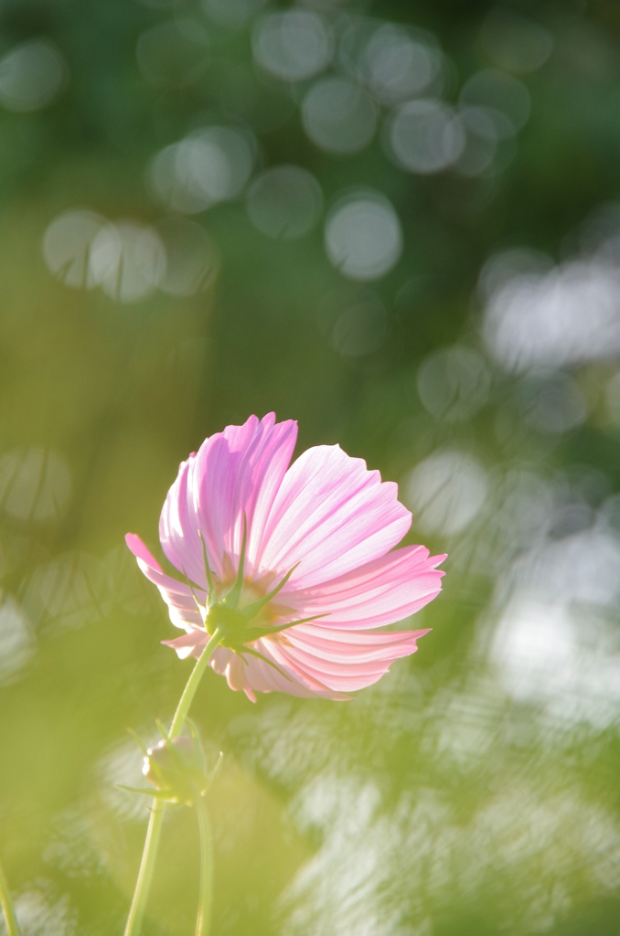 秋桜の季節