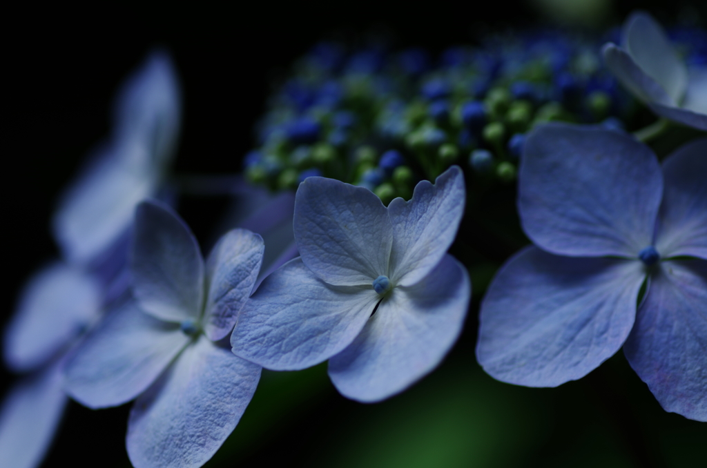 侍blue　～装飾花～