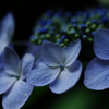 侍blue　～装飾花～