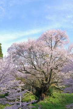 佛隆寺の千年桜