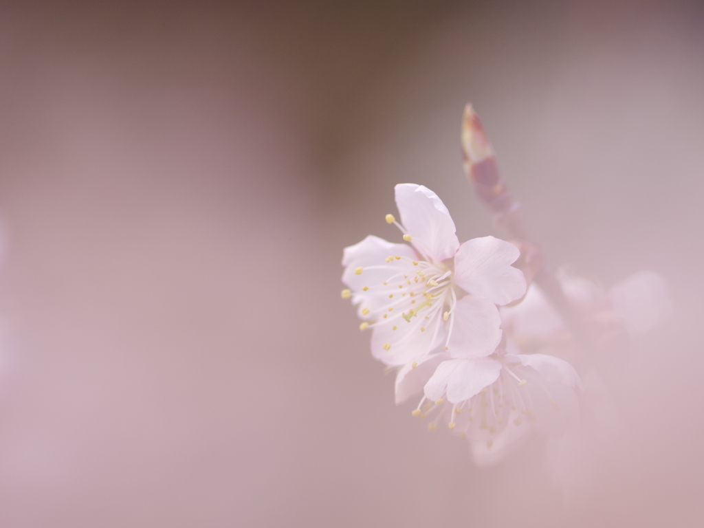 うちの桜（2）