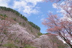 屏風岩と桜①