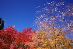 10月桜と紅葉