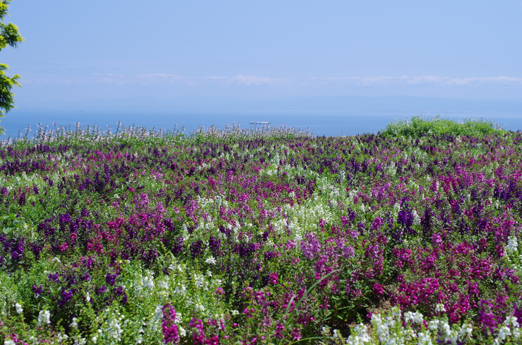 淡路島花さじき　サルビア畑