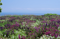 淡路島花さじき　サルビア畑
