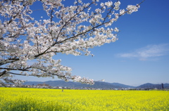 藤原宮跡　桜と菜の花　①