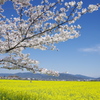 藤原宮跡　桜と菜の花　①