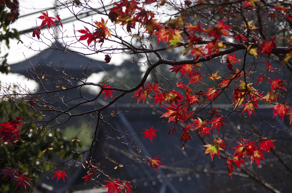 当麻寺の紅葉①