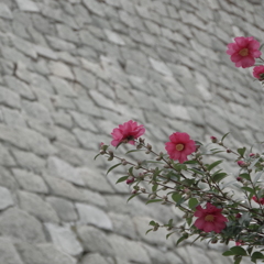 石垣と山茶花