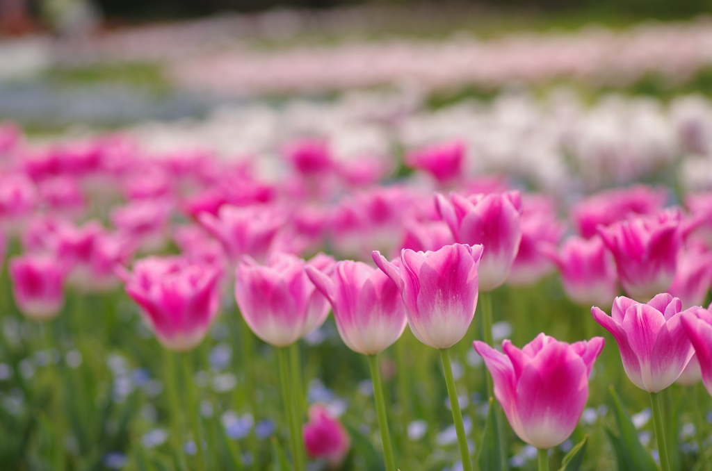 愛の芽生え♪