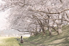 乙女と桜