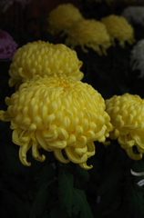 菊の町の菊