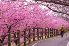 今日は花道