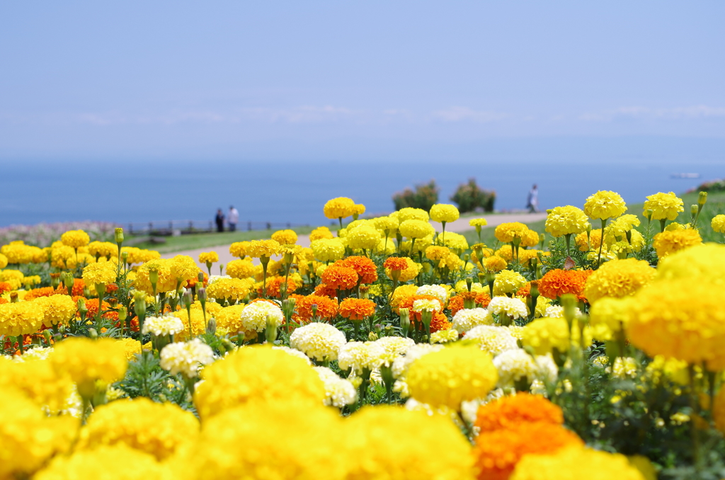淡路島　花さじき　