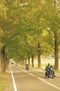 セコイア並木①