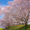 藤原京の桜②
