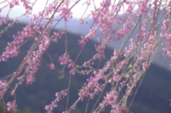 高見の枝垂れ桜