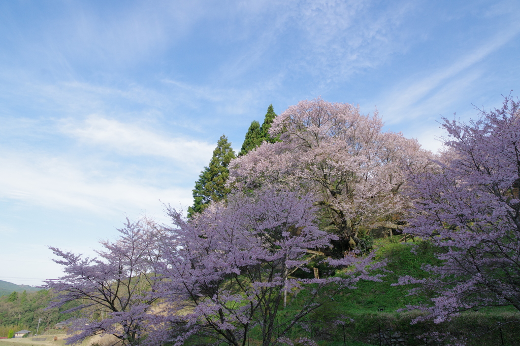 朝の千年桜　