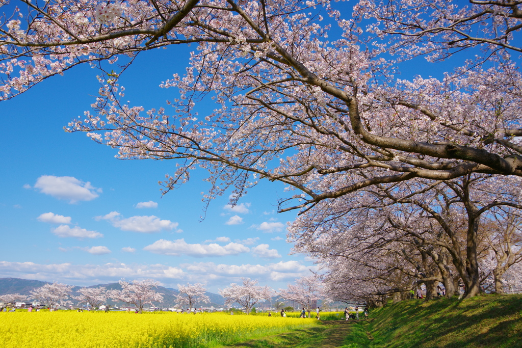 藤原京の桜①
