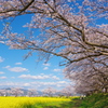 藤原京の桜①
