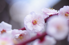 梅の花