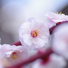 梅の花