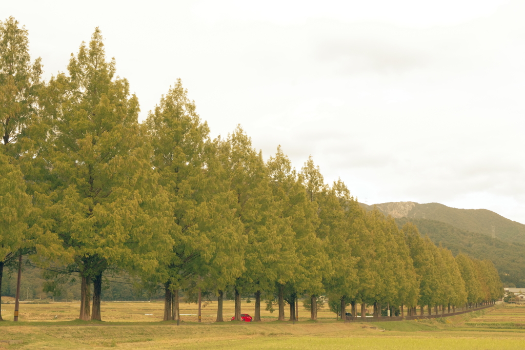 セコイア並木②
