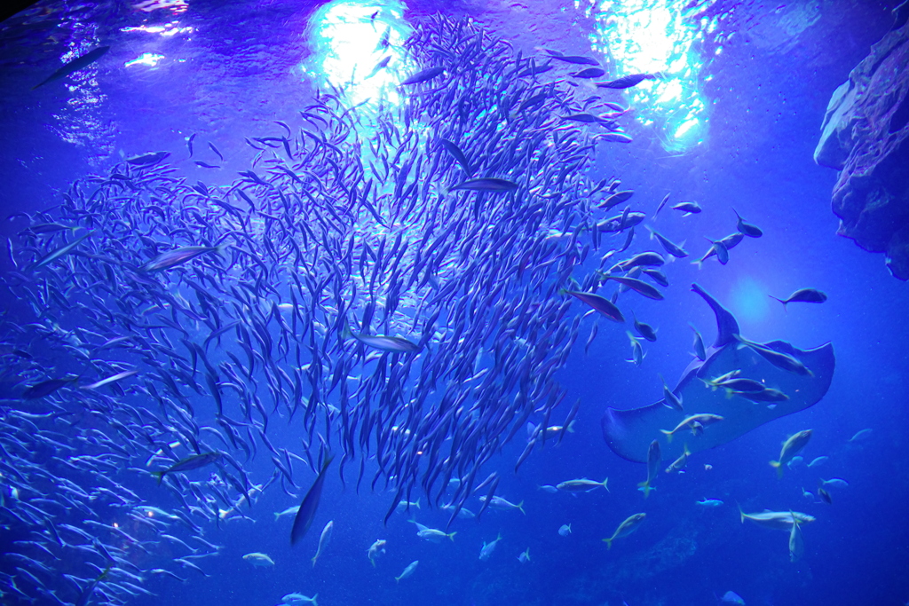 京都水族館１