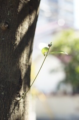 芽生え