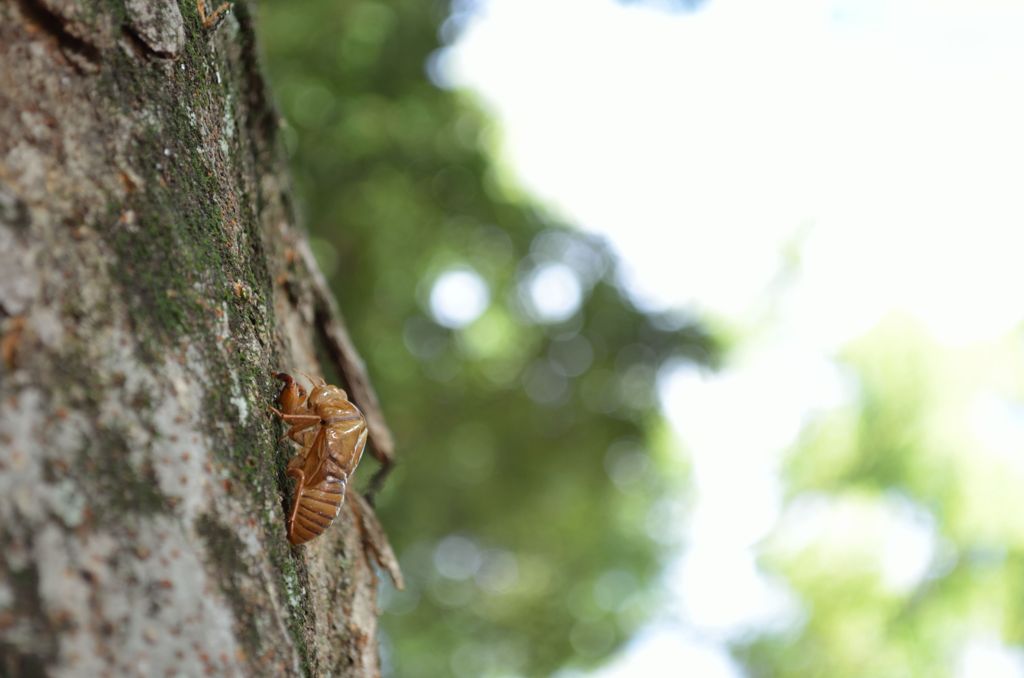 セミの抜け殻