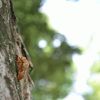 セミの抜け殻