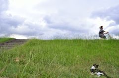猫目線、見上げた景色