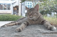 夏バテ