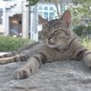 夏バテ