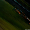 DSC03366